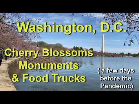 washington dc before coronavirus pandemic lockdown, cherry blossoms and monuments on the tidal basin