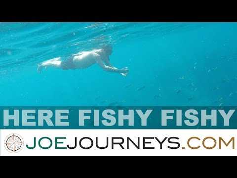 here fishy fishy - ko tao - thailand  | joe journeys
